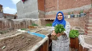 بدايه زراعه المزروعات الصيفية على السطح باذن الله محصول وفير