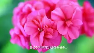 냉장고에 보관중인 꽃  (AI 작곡/루시에 작사) #flowers #제라늄키우기 #가드닝 #베란다정원 #gardening #제라늄 #제라늄삽목