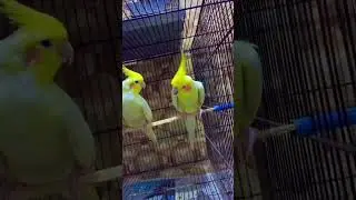#ANAviary #birds #parrot #bird #business #birdbusiness #birdspecies #birdsaviary #greenparrot #relig