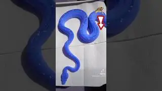 Ular biru asli😱# kecil itu lucu😍 tapi besar itu☠️💣💥#transformasihewan #celanapendek