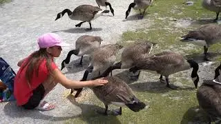 Petting Canada geese