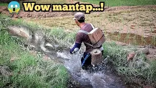 cari ikan disiring sawah dapat banyak babon‼️bonus babon nila