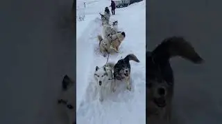 #extreme #skills #sleddogs #shorts