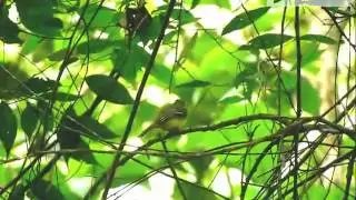 Near-endemic Black-billed Flycatcher - Aphanotriccus audax - www.colombiabirding.com