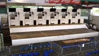 Sheep Shearing at Balmoral Show