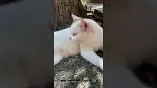 Beautiful temple cat