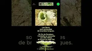 61 1.6 CAROTTE SAUVAGE La Plante