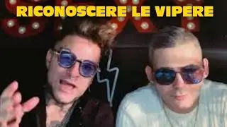 VIPERE ITALIANE