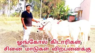 ஓங்கோல் கிடாரிகள் மற்றும் ஓங்கோல் சினை மாடுகள் விற்பனைக்கு/cow farm video.