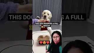 dog wanted whole biscuit, but owner made him angry 😜#Labrador #Dog#funny #pets #doglover #shorts#dog