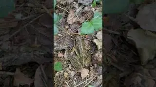 Grassfrog 🐸- Found on our selfmade Frog-Sea :) #beautiful #frog