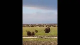💨 Ничего необычного - просто рутинная миграция перекати-поля. Таким нехитрым образом, растение