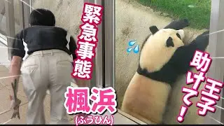 【パンダアイドル楓浜】マジで焦る🐼💦モート降り作戦で王子飼育員誘き寄せたが本当に登れなくなってしまった（汗）