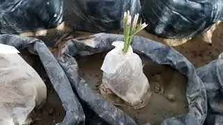فكرة جديدة في زراعة النخيل حلقة ٨٦٦ واتس ٠٠٢٠١١٠٤٨٧٣٣٤٨