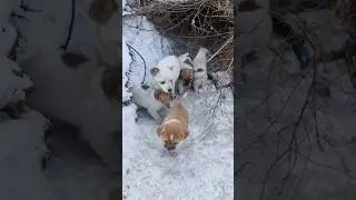 A Poor Dog Family Starving in the Winter Cold #rescuedog #pets #doglover
