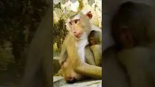 Cute Baby Monkey - Most Smart Baby Monkey In The  World