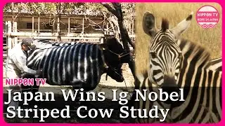 Japanese Researchers Win Ig Nobel for Striped Cow Study