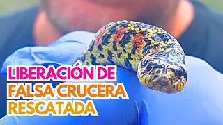 Liberaci&oacute;n de falsa crucera de hocico respingado | Xenodon dorbignyi