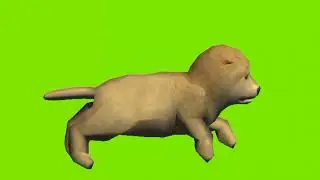little dog puppy were running green screen video