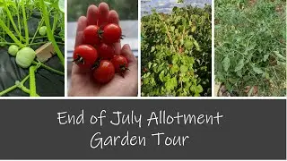 End of July Allotment Garden Tour 2020 - Why are my tomatoes doing this?!