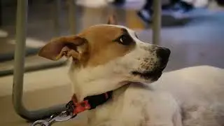 sploot Kitchen Tails : Egg & Kong | Dog friendly recipe | Enrichment for dogs | DIY dog treats 🐶