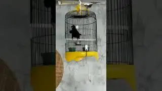 Burung Tuwu,di bawa mudik Bandung Tasikmalaya,macet y cuma 1 hari,besok y langsung gacor lagi 🙏☕