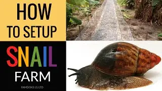 How to setup a snail farm