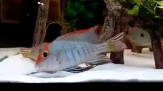 Geophagus Tapajos Red Head Balzen