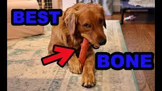 Best Dog Bone for 2023