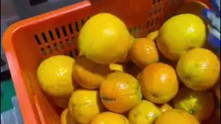 I Built An AI Fruit & Vegetable Sorting Machine
