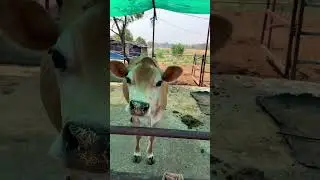 ABS ROMIO SAXEL SEMEN #farcow #cow #animalfarming #cattlefarming #livestockfarming #abs