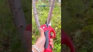 Tree Branches Touching Your House? CUT &lsquo;EM 🌿