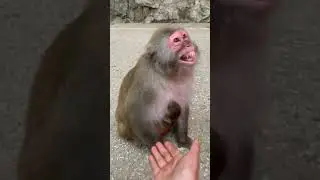 Baby Monkey lyly , Adorable Petty Monkeys, Funny monkey KaKo, Monkey BiBi, Primative monkey #28