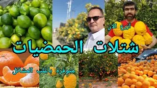 اشجار الحمضيات الموالح متوفرة بالمشاتل تزرع تحت ظل أشجار النخيل وقت الزراعة نهاية الشتاء والربيع 