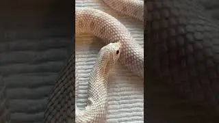 🤩 This Snake is Ready For Battle! Check Out Those Keeled Scales! Cool! Wow!