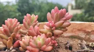 🌱 &iexcl;Explosi&oacute;n de Color en el Guadalhorce! Descubre la 