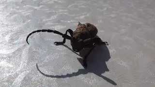 Herophila (Dorcatypus) tristis - Bockk&auml;fer / Longhorn Beetle