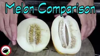 KOREAN MELON & GAYA MELON - Weird Fruit Explorer Ep. 356