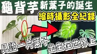 龜背芋長新葉！從小苗展開成一片美麗的葉子！縮時攝影見證一個生命的誕生｜很熱真生活