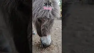 Day 49: Miss Daisy's Rocky Ground Pedicure 🐾 (No Farrier Needed!)