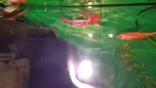 Rainbowshiners Notropis chrosomus type 2 having fun 🌿🐟✌
