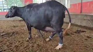 Top Class Big udder nili ravi Buffalo | Haji Shouqat Dogar dairy farm 