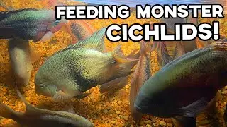 300 Gallon Monster American Cichlid Pond Feeding