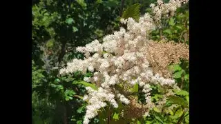Oceanspray