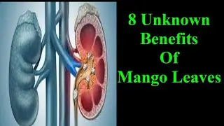 8 Unknown Benefits of Mango Leaves for Kidney ,for Hair,