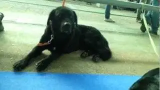 Concentraci&oacute;n de Carea Leon&eacute;s internacional canina de Le&oacute;n.mp4