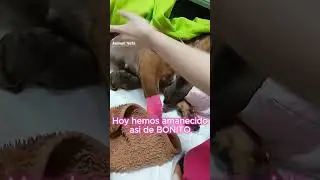 CACHORRITOS RECIEN NACIDOS