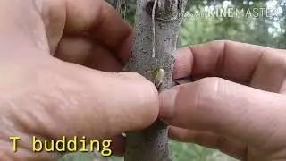 T budding / Grafting