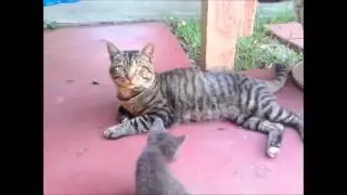 Mr. Quitties