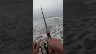 Catching a big Surf Perch on the Oregon coast #fishing #fish #surfcasting #oregoncoast #fishtaco